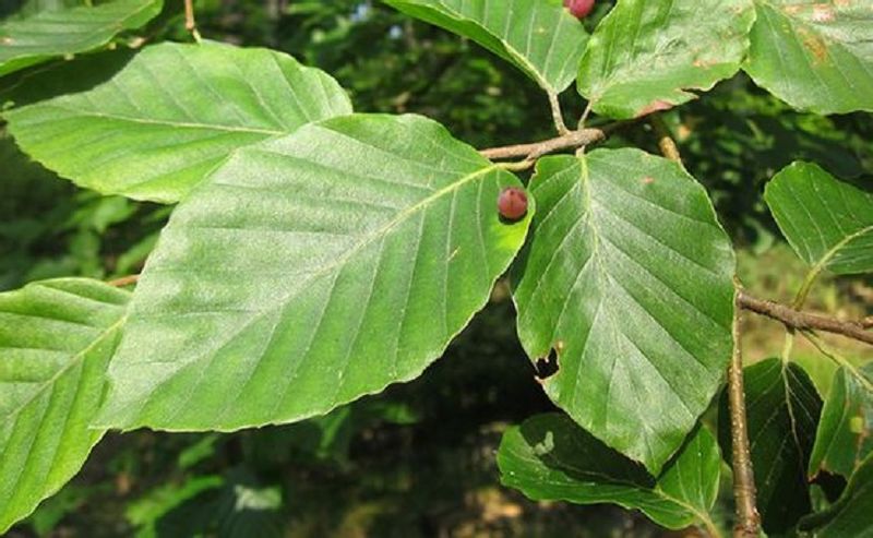 Buk pospolity Żywopłot siewka 100/150cm Fagus Silvatica zdjęcie 4