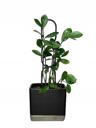 Podpora do Roślin Pnączy Podpórka Kwiatów Pnących Pergola Drabinka L na Arena.pl