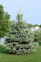ŚWIERK SREBRNY 'SAN JUAN' Picea pungens 'San Juan' NASIONA 8000 sztuk- 10g.
