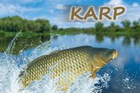 Karp woda – magnes