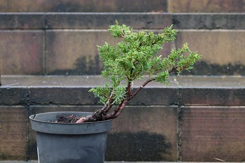 jałowiec chiński Shimpaku - Juniperus chinensis 0064 na Arena.pl