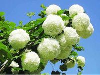 KALINA KORALOWA białe kule - sadzonki 40 / 60 cm