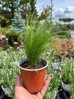 Stipa Pony Tails Ostnica Miękka NAJPIĘKNIEJSZA TRAWA OZDOBNA Sadzonka 1L