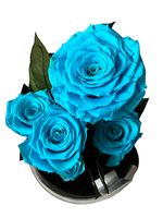 Ogród w Szkle - 5 Zakonserwowanych Niebieskich Róż