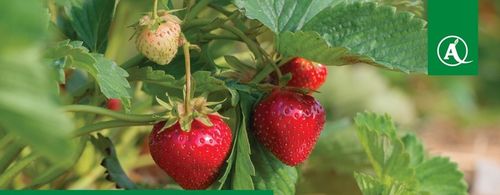 Nawóz Florovit Agro Complex NPK 12-11-18 25kg NISKA ZAWARTOŚĆ CHLORKÓW na Arena.pl