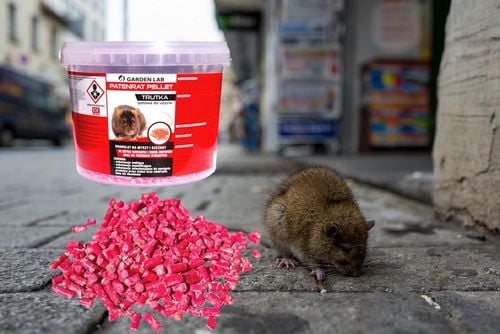 ZATRUTE ZIARNO MOCNA TRUTKA NA MYSZY SZCZURY GRYZONIE WABI na Arena.pl