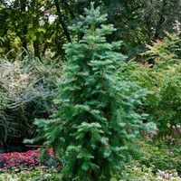 Kuningamia chińska Stroigła Cunninghamia lanceolata Sadzonki doniczka 3L