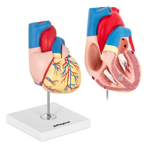 Serce - model anatomiczny Physa PHY-HM-2 na Arena.pl