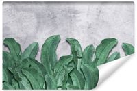 Fototapeta Ścienna LIŚCIE Bananowca Beton 400cm x 280cm