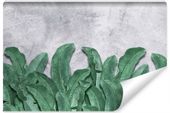 Fototapeta Ścienna LIŚCIE Bananowca Beton 400cm x 280cm