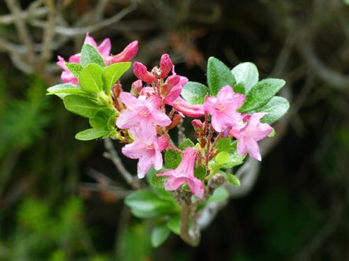 Różanecznik hirsutum x micranthum Różowy (Rhododendron) Doniczka 2.0L na Arena.pl
