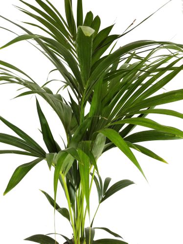 PALMA KENTIA (Kencja, Howea)  100cm na Arena.pl