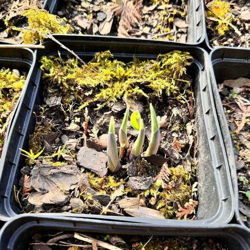 Funkia Hosta 'Risky Business' Doniczka 2.0L Biało zielone liście na Arena.pl