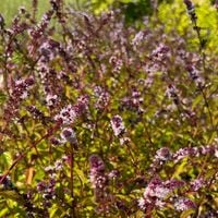 Mięta cytrynowa (Mentha citrata piperita) Doniczka 1.0L