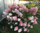 HORTENSJA BUKIETOWA PINK LADY - sadzonki w don.