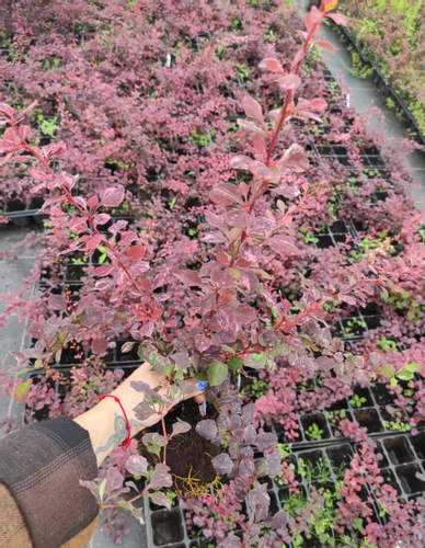 Berberys Thunberga SILVER BEAUTY 10-30cm Srebrna Elegancja do Ogrodu na Arena.pl