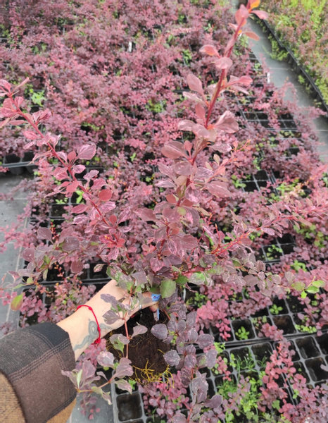 Berberys Thunberga SILVER BEAUTY 10-30cm Srebrna Elegancja do Ogrodu zdjęcie 3