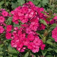 Floks wiechowaty 'Tenor' (Phlox paniculata) Płomyk Różowy Doniczka