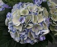 Hortensja ogrodowa Magical OPAL wielobarwna