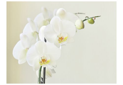 Fototapeta - Biała orchidea 200x154 na Arena.pl