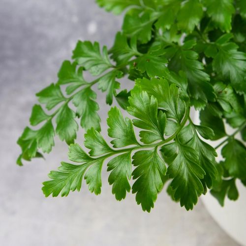 Paproć ASPLENIUM PARVATI egzotyczna paprotka domowa BEZPIECZNA DLA na Arena.pl