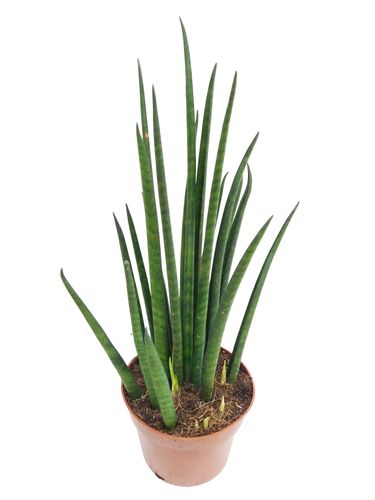 SANSEWIERIA BACULARIS MIKADO 40cm na Arena.pl