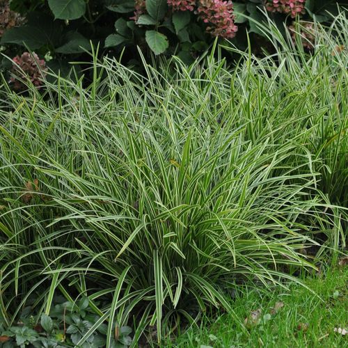 Turzyca Morrowa ICE DANCE Zimozielona Do cienia Sadzonki w doniczkach na Arena.pl