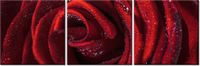 70 90CM OBRAZ 3 ELEM BORDOWA RÓŻA ŚCIENNY DRUK PŁÓTNO