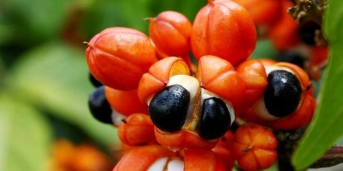 3 x GRINDAY SHAPE UP | WSPARCIE ODCHUDZANIA | HAMOWANIE APETYTU | ROŚLINNY na Arena.pl