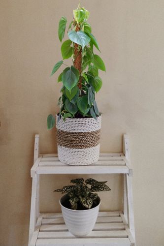 FILODENDRON SCANDENS 100 cm na Arena.pl