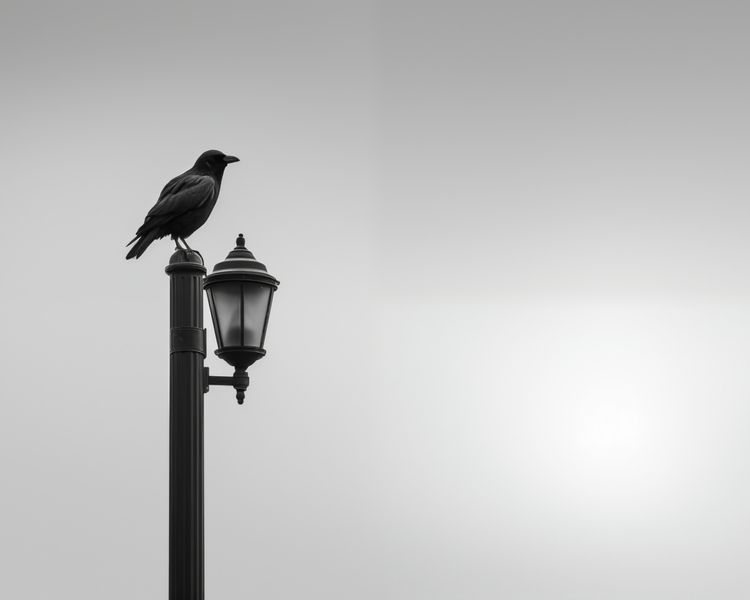 Plakat 50x40cm Samotny Postój Kruka zdjęcie 1