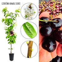 Czereśnia Bawole Serce obfite zbiory duże owoce 180-220 cm