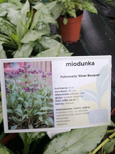 Miodunka Silver Bouquet miododajna zdjęcie 2