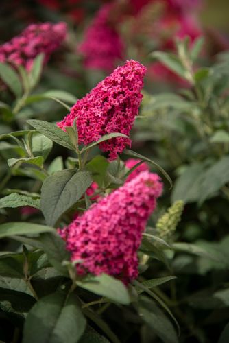 Budleja Dawida 'Butterfly Candy Little Ruby' Karłowata Mała (Buddleja) na Arena.pl