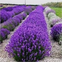 LAWENDA polska odmiana wieloletnia P9 - sadzonki 10 / 20 cm