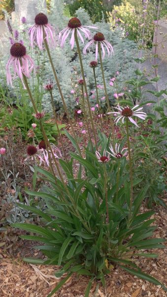 JEŻÓWKA BLADA Echinacea - sadzonki w doniczkach zdjęcie 1