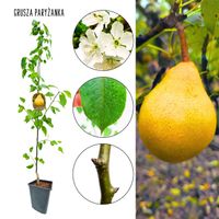 Grusza Paryżanka późne dojrzewanie plenna 180-220 cm