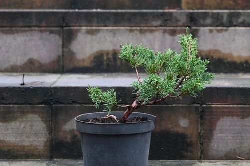 Jałowiec chiński Shimpaku - Juniperus chinensis 0065 na Arena.pl