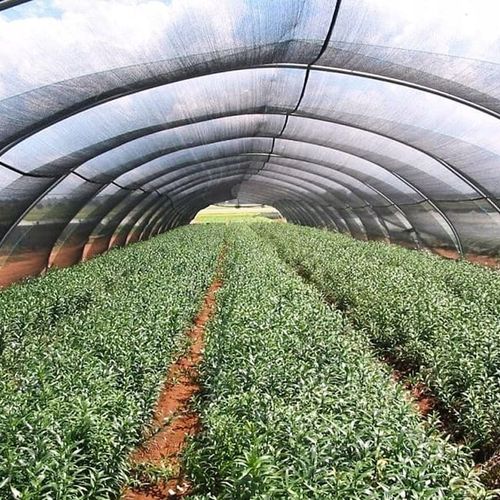 SIATKA CIENIUJĄCA 1,5x25m MASKUJĄCA 95% OSŁONA MATA NA OGRODZENIE PŁOT na Arena.pl