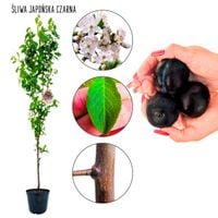 Śliwa Japońska Czarna dekoracyjna odmiana 100-150 cm