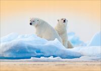 FOTOTAPETA Widok zwierzęta niedźwiedzie 400x280