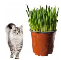 TRAWA dla kota świeżo wyrośnięty przysmak odkłaczający gotowy do spożycia