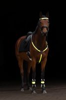 Napierśnik LED dla konia, Covalliero