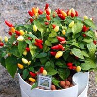 Papryka Ozdobna Mix Jednoroczna Różne Kolory Balkon Capsicum Annuum L.