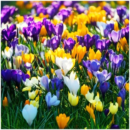 KROKUS MIX KOLORÓW cebulki 200 szt. + GRATIS na Arena.pl