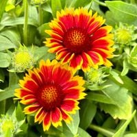 Gailardia oścista 'Arizona Sun' (Gaillardia aristata) Dwukolorowa Czerwona