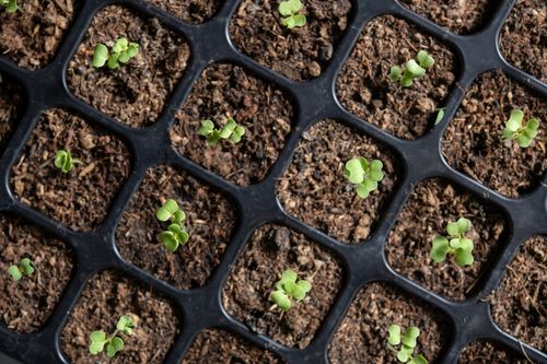 DONICZKA WIELODONICZKA DO SIEWU ROZSAD 60 szt TACA na Arena.pl