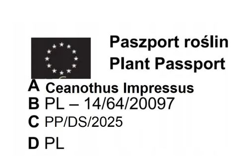 PRUSZNIK Fioletowy - sadzonki 20 / 30 cm na Arena.pl