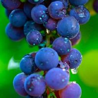 Winorośl 'Zilga' (Vitis) w doniczkach P11, wysokość 70-100 cm