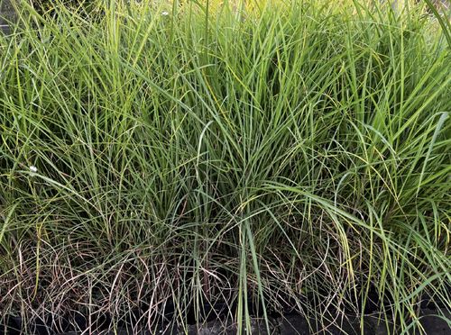 Miskant chiński 'Huron Sunrise' Miscanthus sinnesis na Arena.pl